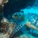 A sea turtle swims close to an underwater rock formation